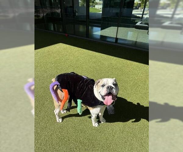 Medium Photo #2 Bulldog Puppy For Sale in San Martin, CA, USA