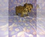 Small Photo #10 Morkie Puppy For Sale in LAPEER, MI, USA
