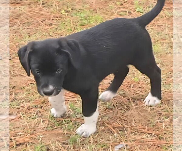 Medium Photo #1 Labrador Retriever-Unknown Mix Puppy For Sale in Alexander, AR, USA