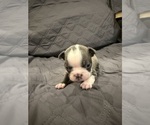 Small #6 Boston Terrier