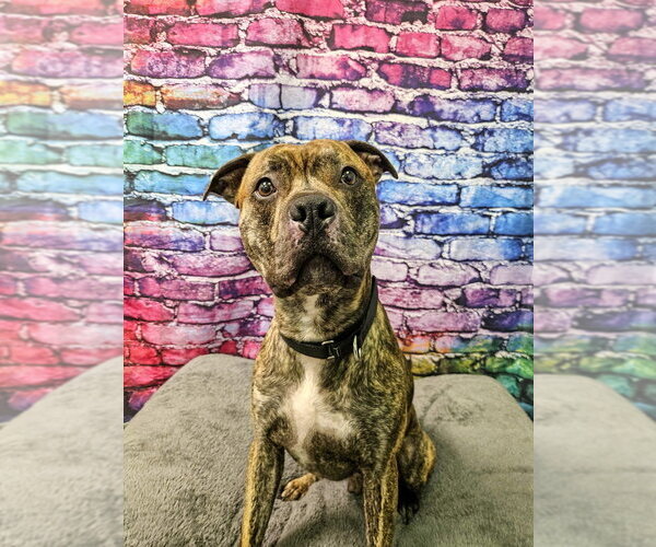 Medium Photo #1 Mutt Puppy For Sale in Gloversville, NY, USA