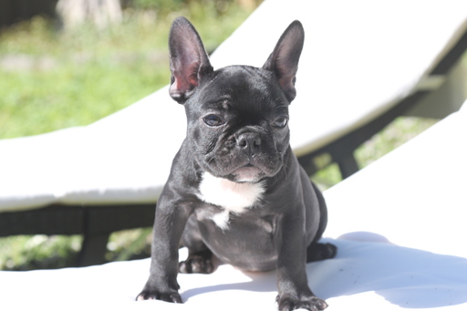 Medium Photo #6 French Bulldog Puppy For Sale in HOLLYWOOD, FL, USA