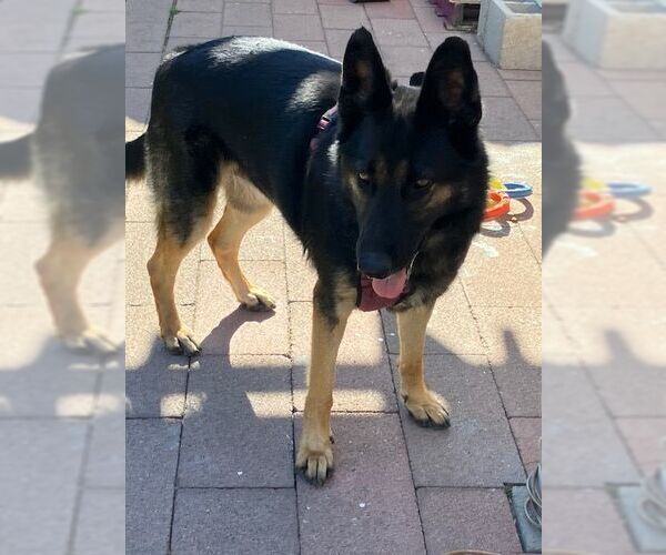Medium Photo #2 Mutt Puppy For Sale in Tustin, CA, USA