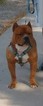 Small Photo #4 American Bully Puppy For Sale in BEAR GAP, PA, USA