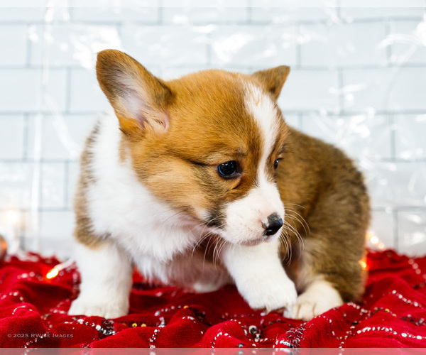 Medium Photo #58 Cardigan Welsh Corgi Puppy For Sale in WAKARUSA, IN, USA
