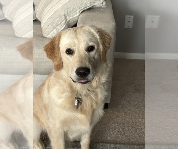Medium Photo #9 Golden Retriever Puppy For Sale in HOUSTON, TX, USA