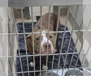 Mutt Dogs for adoption in Decatur, IL, USA