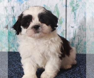 Zuchon Puppy for sale in MOUNT VERNON, OH, USA