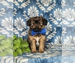 Small Photo #2 Shorkie Tzu Puppy For Sale in KIRKWOOD, PA, USA