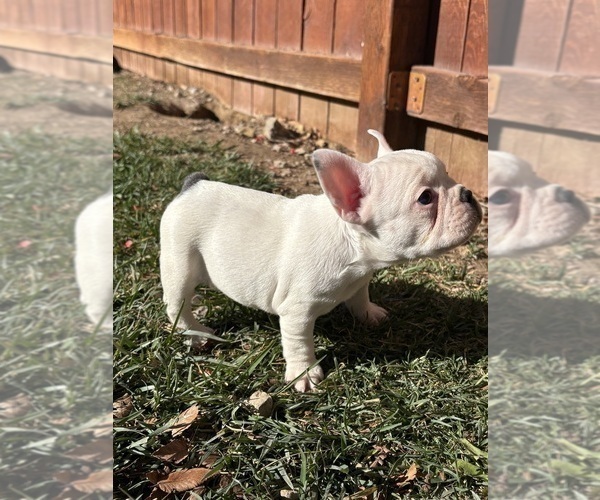 Medium Photo #8 French Bulldog Puppy For Sale in NORTH LAS VEGAS, NV, USA