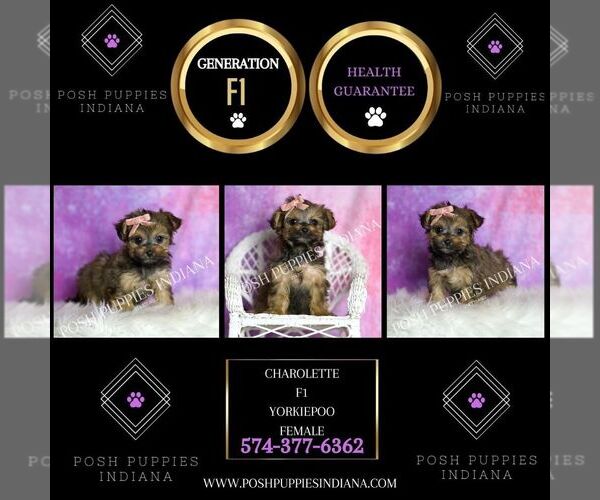 Medium Photo #2 Yorkipoo Puppy For Sale in WARSAW, IN, USA