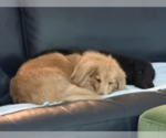 Small #4 Dachshund Mix