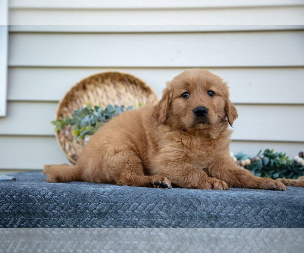 Medium Photo #4 Golden Retriever Puppy For Sale in NAPPANEE, IN, USA