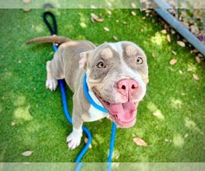 Mutt Dogs for adoption in Orlando, FL, USA