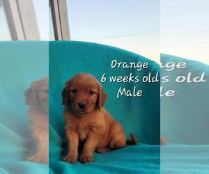 Golden Retriever Puppy for sale in COULEE CITY, WA, USA