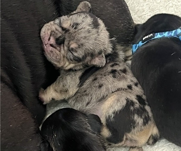 Medium Photo #5 French Bulldog Puppy For Sale in OSWEGO, IL, USA
