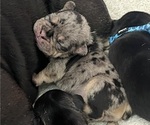 Small #4 French Bulldog