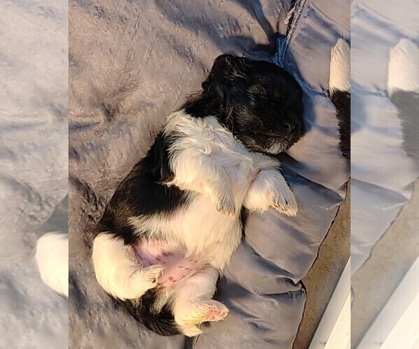 Medium Photo #1 Pom-Shi-Shih Tzu Mix Puppy For Sale in SAINT LOUIS, MO, USA