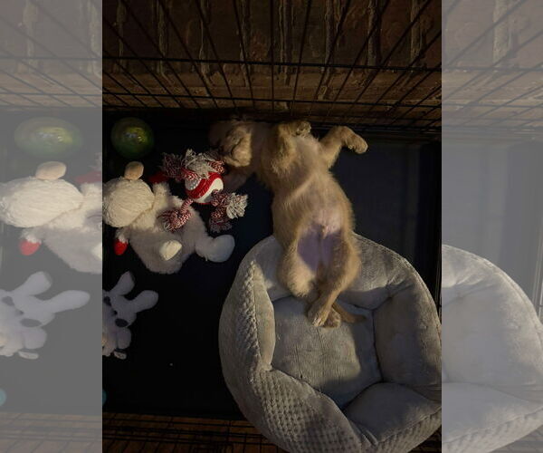 Medium Photo #4 Bassetoodle Puppy For Sale in Grafton, WI, USA