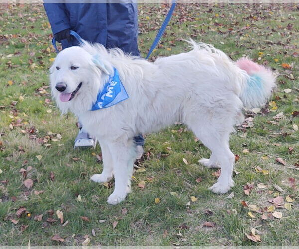 Medium Photo #2 Great Pyrenees Puppy For Sale in Croydon, NH, USA