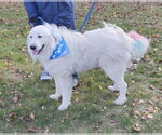Small #1 Great Pyrenees