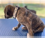 Small Photo #3 Boxer Puppy For Sale in RANCHO CUCAMONGA, CA, USA
