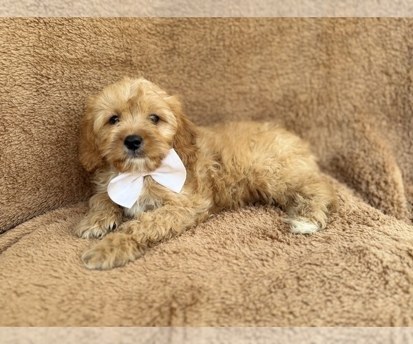 Medium Photo #1 Cavapoo (Miniature) Puppy For Sale in LAKELAND, FL, USA