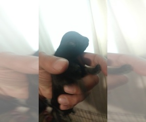 Schnauzer (Miniature) Puppy for sale in WATERLOO, IA, USA