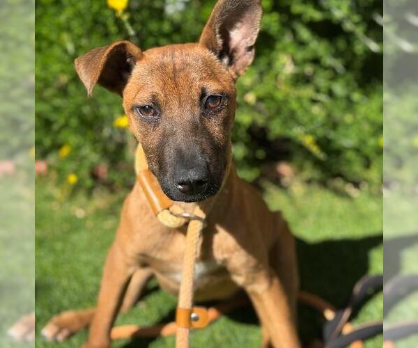 Medium Photo #5 Chihuahua-Unknown Mix Puppy For Sale in San Diego, CA, USA