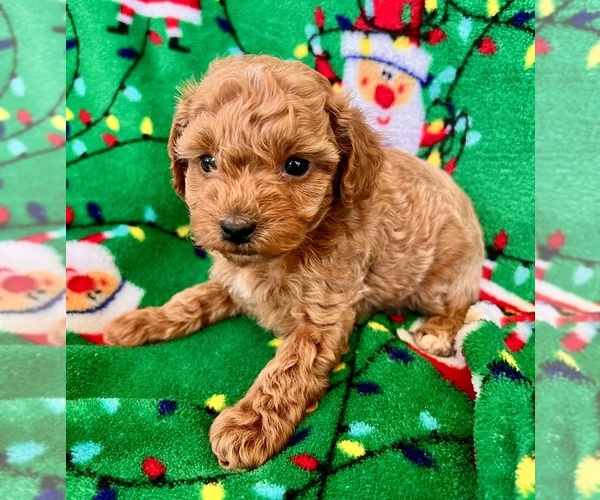 Medium Photo #1 YorkiePoo Puppy For Sale in Lexington, NC, USA