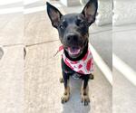 Small German Shepherd Dog Mix