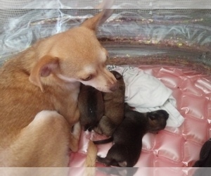 Mother of the Chihuahua puppies born on 06/30/2020
