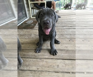 Mastiff Puppy for sale in INTERLACHEN, FL, USA