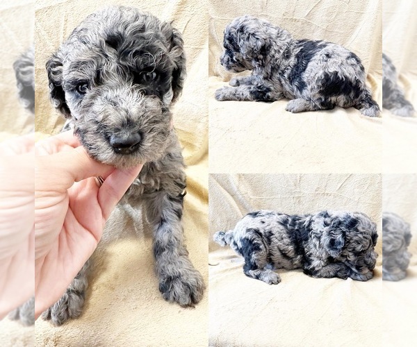Full screen Photo #1 Poodle (Standard) Puppy For Sale in BROOKER, FL, USA