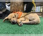 Small #2 Retriever  Mix