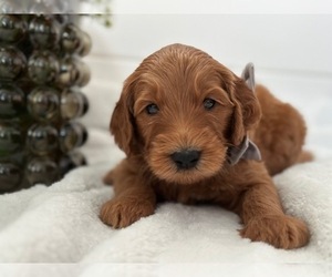Goldendoodle Puppy for sale in CITRUS HEIGHTS, CA, USA