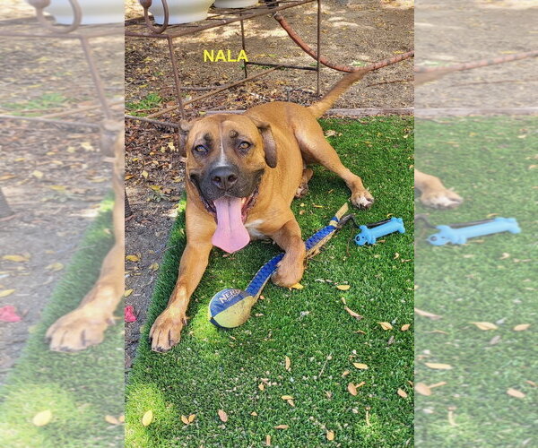 Medium Photo #12 Rhodesian Ridgeback-Unknown Mix Puppy For Sale in Woodland Hills, CA, USA