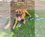 Small #11 Rhodesian Ridgeback Mix