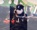 Small Photo #44 Alaskan Malamute Puppy For Sale in MIDWEST CITY, OK, USA