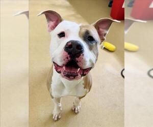 American Pit Bull Terrier Dogs for adoption in Derwood, MD, USA