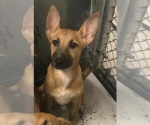 Mutt Dogs for adoption in Conroe, TX, USA