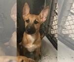 GIGGLE - Female Mutt Dog for Adoption - Small photo
