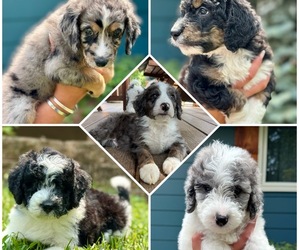 Miniature Bernedoodle Litter for sale in BLUE SPRINGS, MO, USA