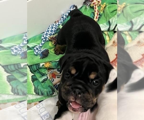 Medium Photo #5 English Bulldog Puppy For Sale in FAYETTEVILLE, NC, USA