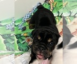 Small #4 English Bulldog