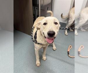 Labrenees Dogs for adoption in Baytown, TX, USA