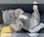 Small #1 French Bulldog