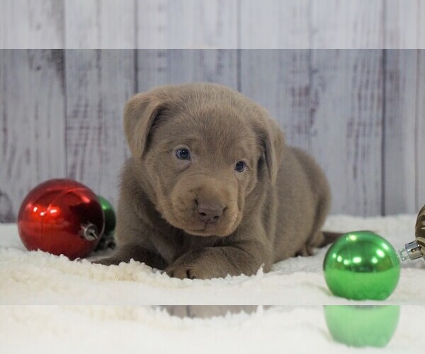 Medium Photo #1 Labrador Retriever Puppy For Sale in FREDERICKSBG, OH, USA