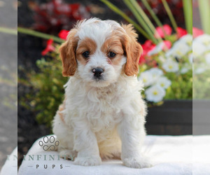 Cavapoo (Miniature) Puppy for sale in LITITZ, PA, USA