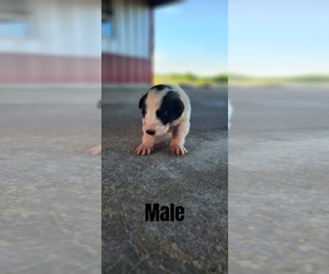 Anatolian Shepherd-Great Pyrenees Mix Puppy for sale in BARRY, TX, USA